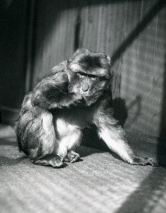 ロンドン動物園でのバーバリエイプ、1914年3月 作： Frederick William Bond